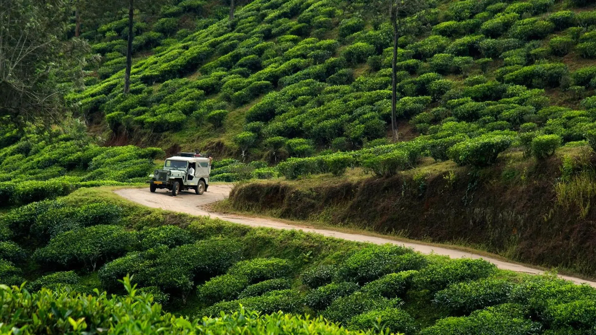 Spicegreen Homestay,Thekkady Thekkady